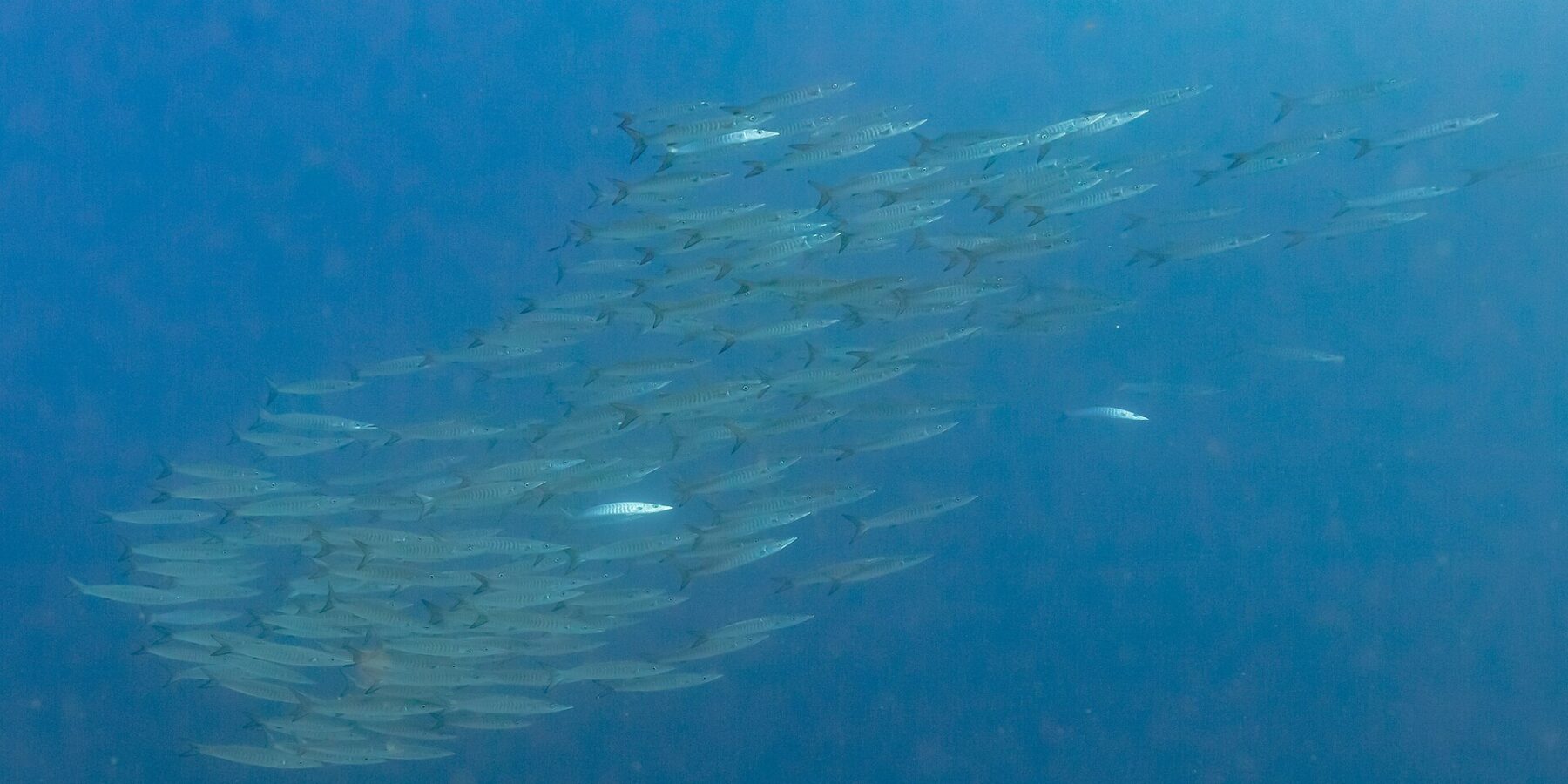 Um cardume fechado de barracudas prateadas, vistas de lado numa água azul profunda, fotografado no Mar Vermelho, em Ras Mohammed