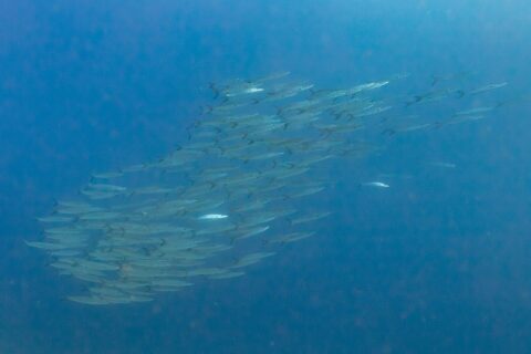 Um cardume fechado de barracudas prateadas, vistas de lado numa água azul profunda, fotografado no Mar Vermelho, em Ras Mohammed
