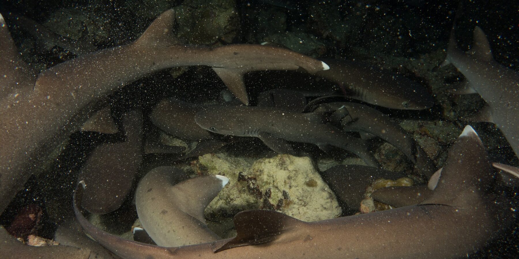 À noite, um bando fechado de tubarões-galha-branca-de-recife se entrelaça acima das rochas, com os corpos cinza-amarronzados e as pontas brancas das nadadeiras iluminados pelo flash sobre um fundo preto salpicado de partículas.