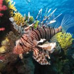 Um peixe-leão de listras marrons e longas nadadeiras abertas diante de corais moles vermelhos e de um coral-de-fogo amarelo