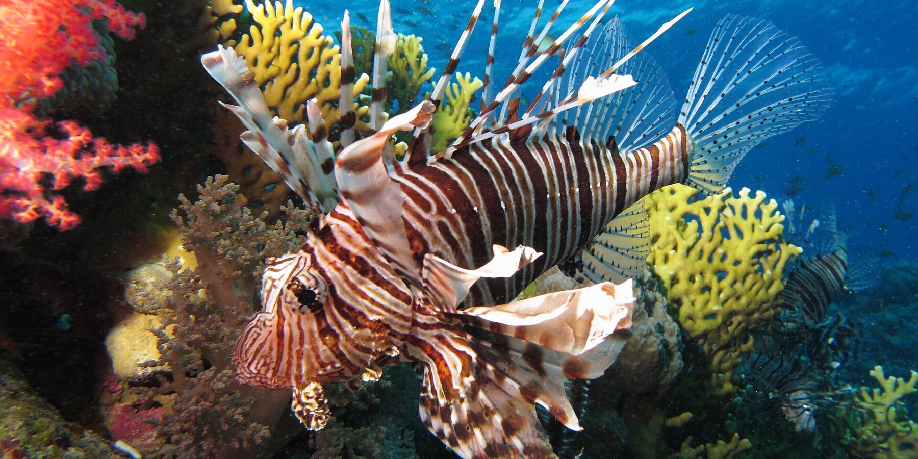 Um peixe-leão de listras marrons e longas nadadeiras abertas diante de corais moles vermelhos e de um coral-de-fogo amarelo