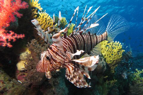 Um peixe-leão de listras marrons e longas nadadeiras abertas diante de corais moles vermelhos e de um coral-de-fogo amarelo