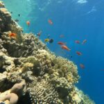 Um paredão de coral-de-fogo e corais duros com anthias e donzelas, a luz do sol atravessando a superfície
