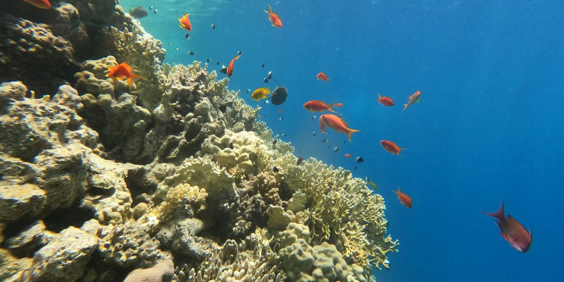 Um paredão de coral-de-fogo e corais duros com anthias e donzelas, a luz do sol atravessando a superfície