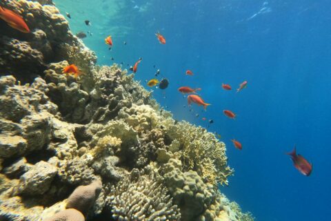 Um paredão de coral-de-fogo e corais duros com anthias e donzelas, a luz do sol atravessando a superfície