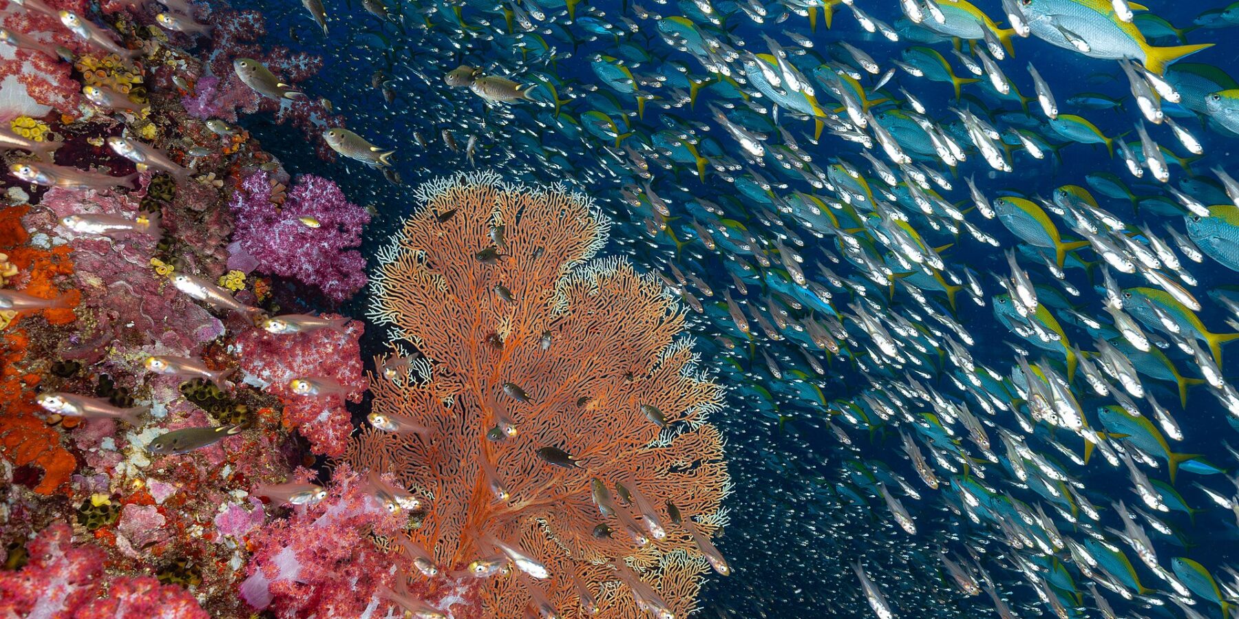 Uma parede de corais moles cor-de-rosa e uma gorgônia laranja em Richelieu Rock, diante de uma nuvem de peixes-vidro e de um cardume de peixes-fuzileiros de cauda amarela no azul