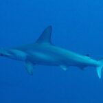 Um tubarão-martelo-recortado de perfil em água azul profundo, com a cabeça em martelo recortada e a nadadeira dorsal alta