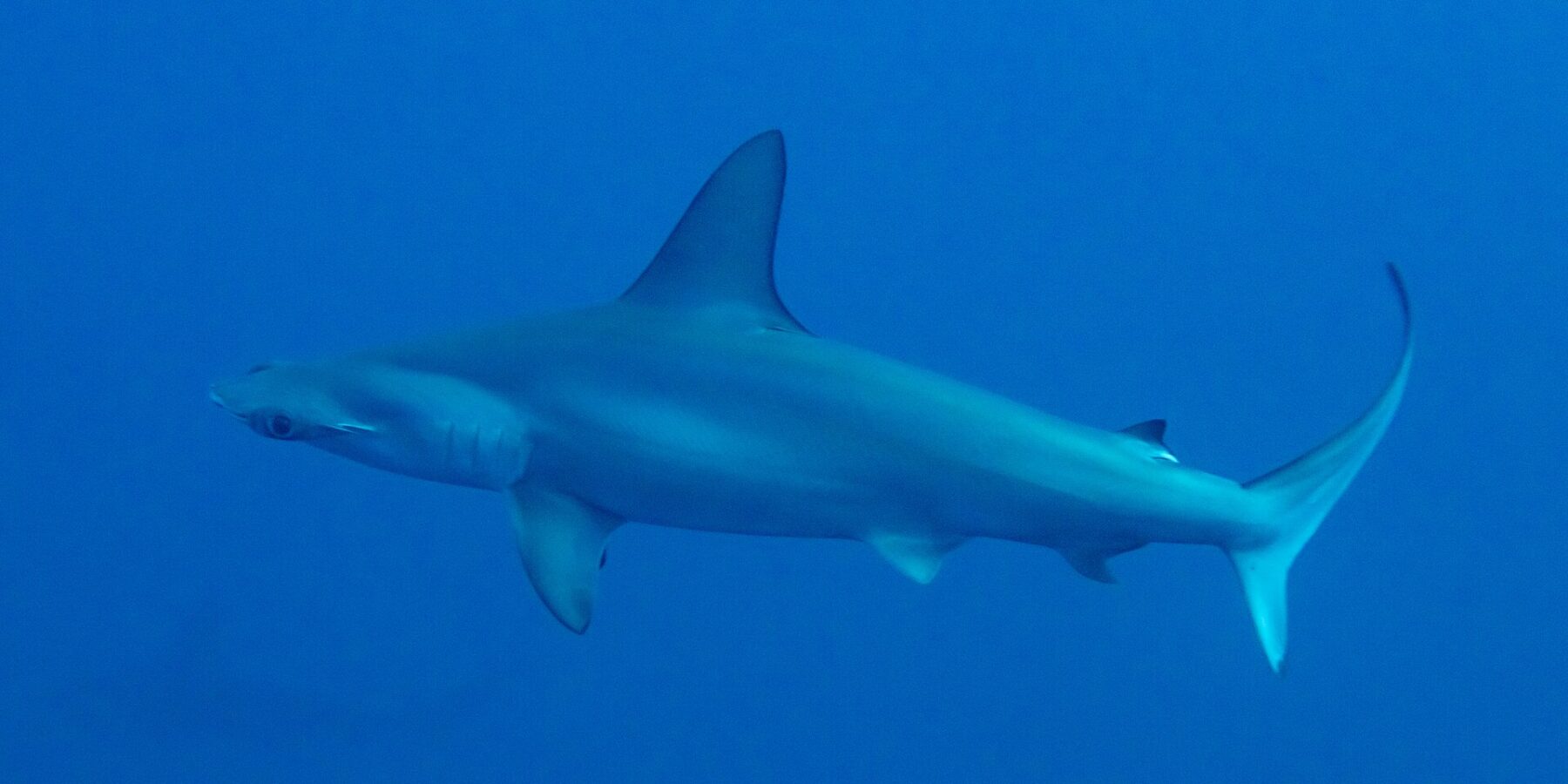 Um tubarão-martelo-recortado de perfil em água azul profundo, com a cabeça em martelo recortada e a nadadeira dorsal alta
