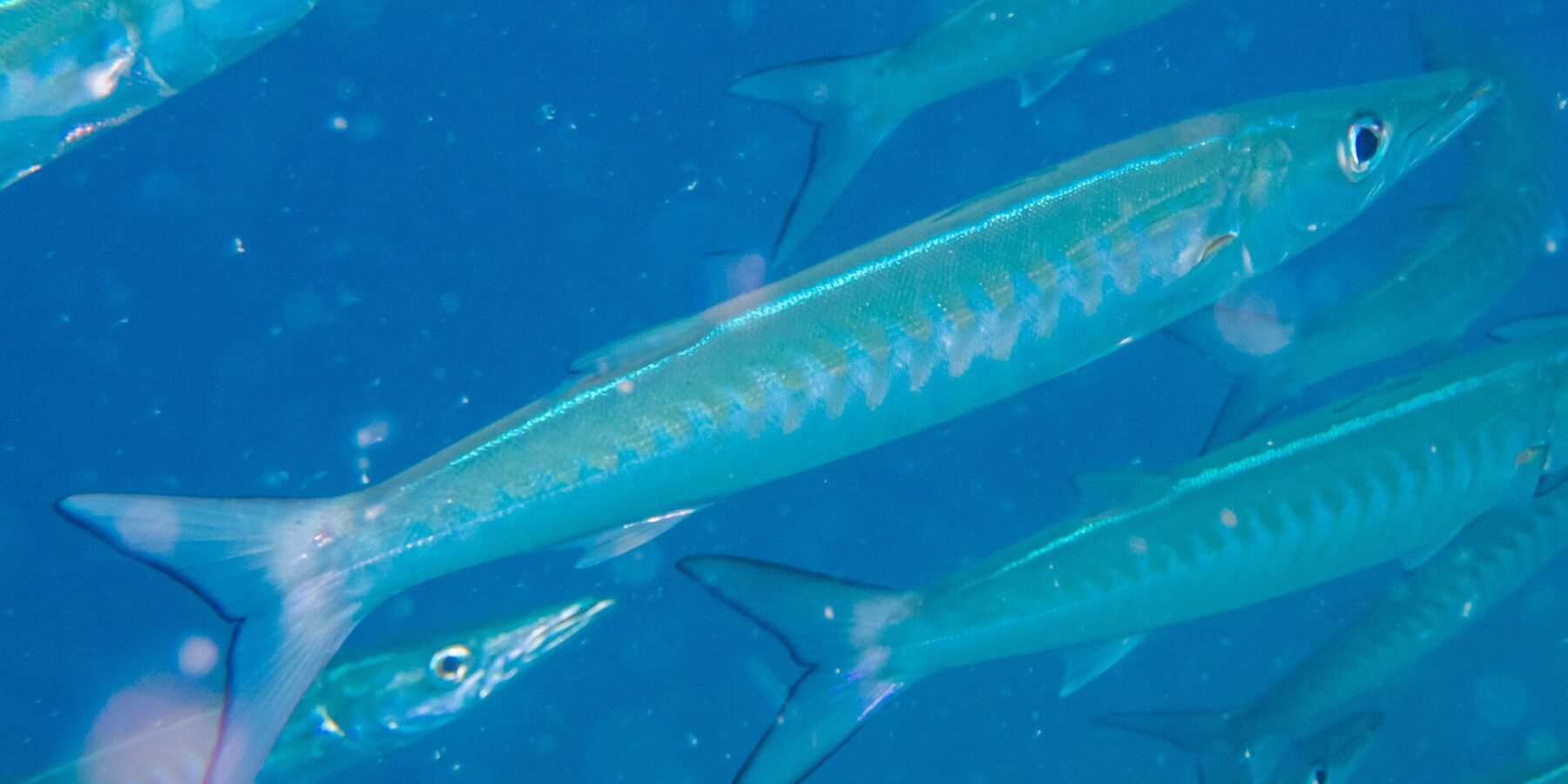 Uma barracuda-de-listras de corpo azul-prateado, com os flancos marcados por faixas em V, nada na diagonal para a direita no meio do cardume, em água azul cheia de partículas