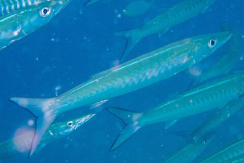 Uma barracuda-de-listras de corpo azul-prateado, com os flancos marcados por faixas em V, nada na diagonal para a direita no meio do cardume, em água azul cheia de partículas