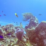 Um recife do parque de Cozumel: uma esponja-vaso-azul violeta em primeiro plano, uma esponja-barril, uma gorgônia-leque e peixinhos azuis em água azul intenso