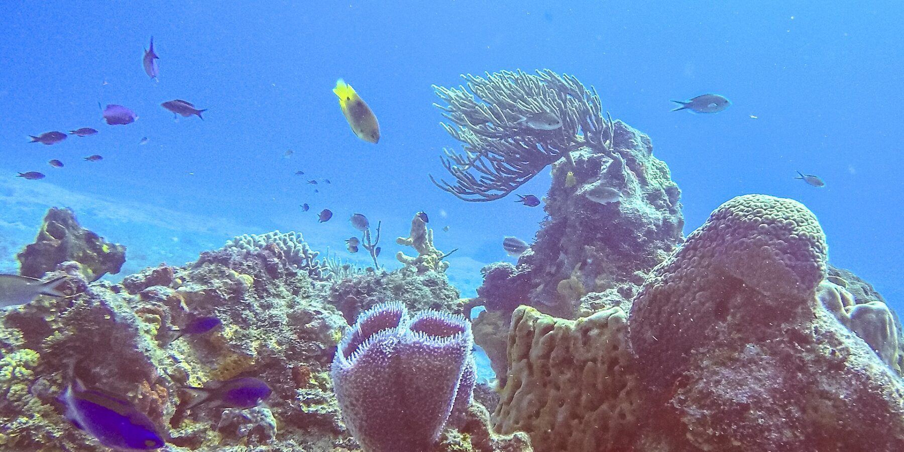 Um recife do parque de Cozumel: uma esponja-vaso-azul violeta em primeiro plano, uma esponja-barril, uma gorgônia-leque e peixinhos azuis em água azul intenso