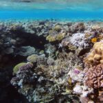 Um jardim de corais duros e coral-de-fogo a poucos metros da superfície, com um peixe-borboleta em primeiro plano