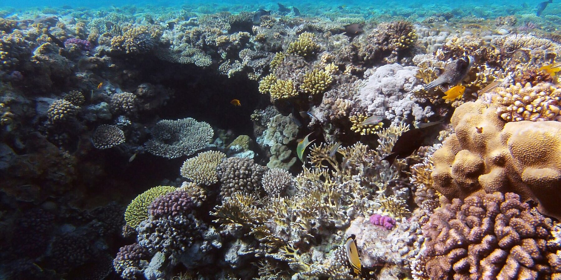 Um jardim de corais duros e coral-de-fogo a poucos metros da superfície, com um peixe-borboleta em primeiro plano