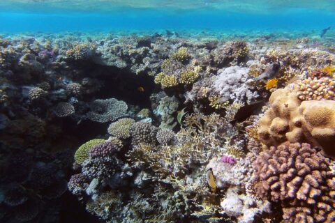 Um jardim de corais duros e coral-de-fogo a poucos metros da superfície, com um peixe-borboleta em primeiro plano