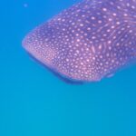 A cabeça e o dorso de um tubarão-baleia salpicados de pintas brancas, vistos de lado logo abaixo da superfície, em água azul intenso