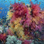 Um buquê de corais moles cor-de-rosa e amarelos coberto de anthias laranja, num recife do Mar Vermelho