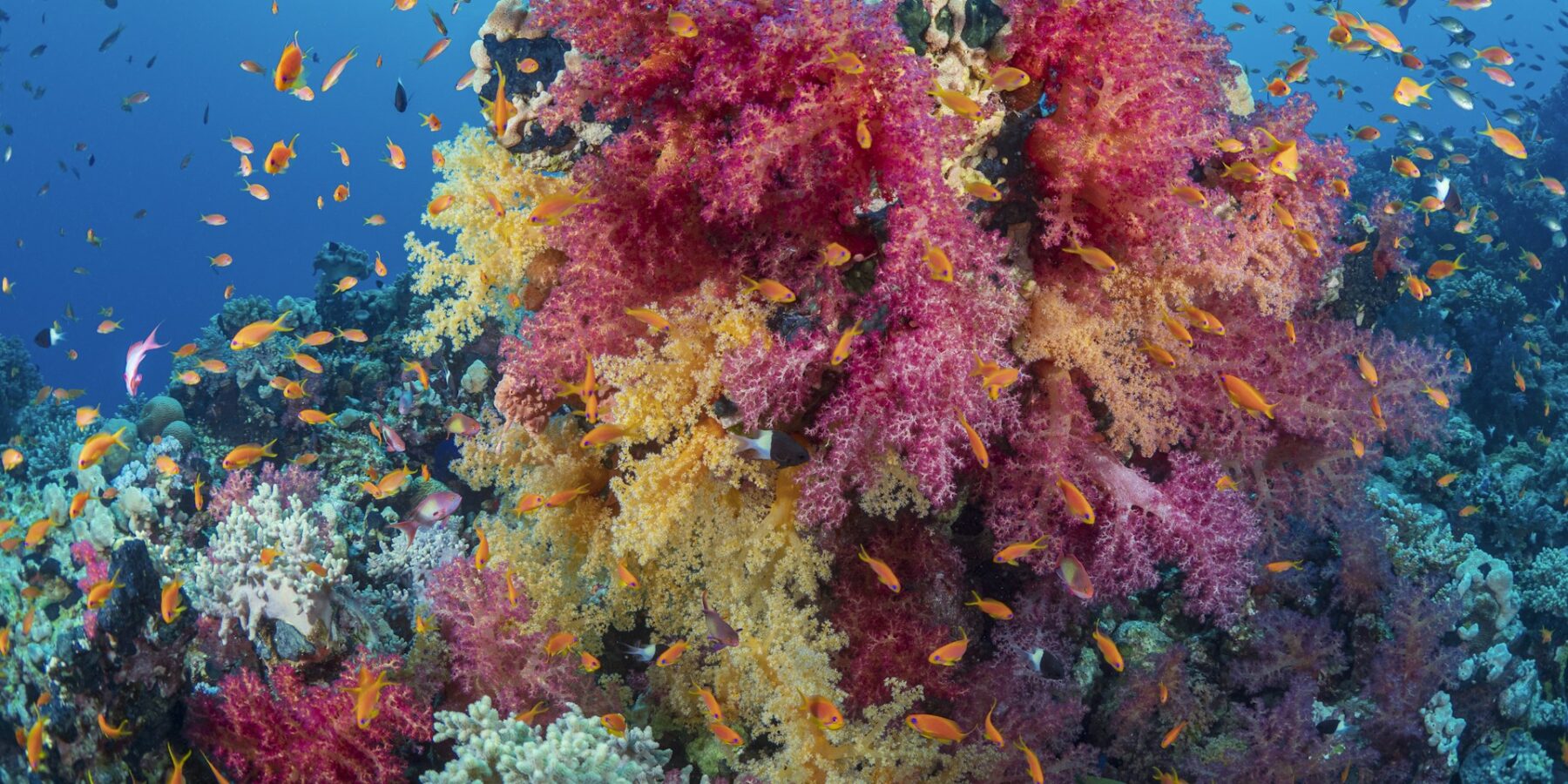 Um buquê de corais moles cor-de-rosa e amarelos coberto de anthias laranja, num recife do Mar Vermelho