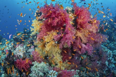 Um buquê de corais moles cor-de-rosa e amarelos coberto de anthias laranja, num recife do Mar Vermelho