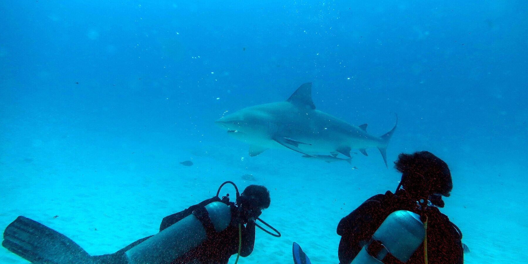 Dois mergulhadores ajoelhados na areia olham um tubarão-cabeça-chata que passa à frente deles em água azul-turquesa, ao largo de Playa del Carmen