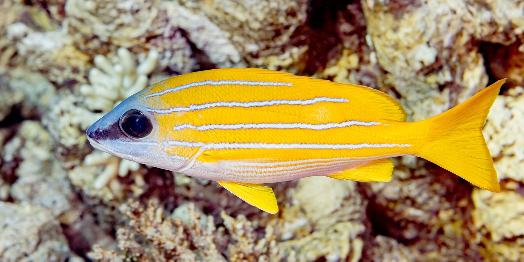Um vermelho-de-listras-azuis de perfil diante do recife, com o corpo amarelo-vivo cortado em todo o comprimento por quatro listras azul-claras, o ventre branco e as nadadeiras amarelas