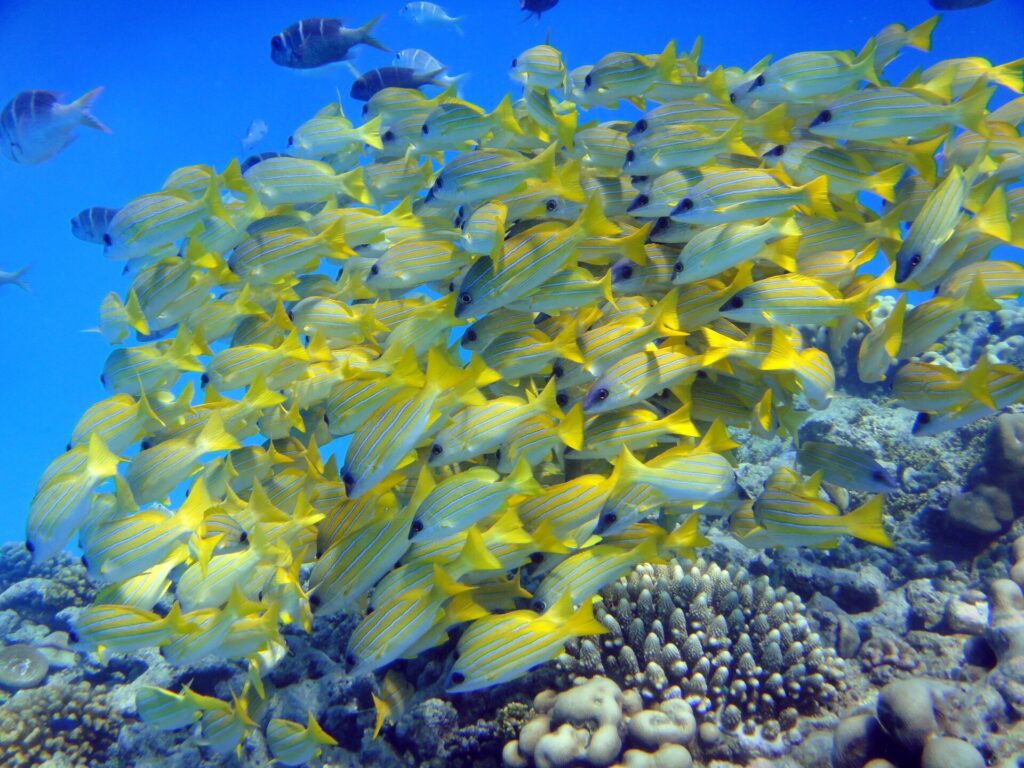 Um cardume compacto de vermelhos-de-listras-azuis, amarelos listrados de azul, reunido acima dos corais em água azul