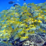 Um cardume compacto de vermelhos-de-listras-azuis, amarelos listrados de azul, reunido acima dos corais em água azul