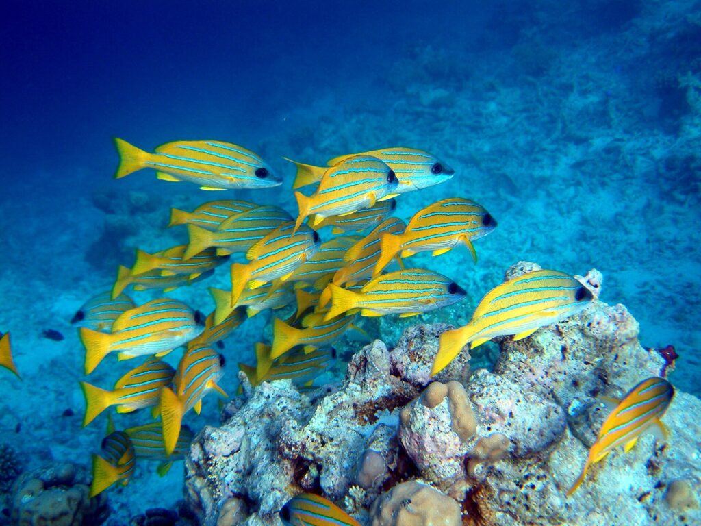 Um cardume de vermelhos amarelos de listras azuis acima de um bloco de coral, sobre um fundo de areia clara