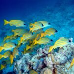 Um cardume de vermelhos amarelos de listras azuis acima de um bloco de coral, sobre um fundo de areia clara