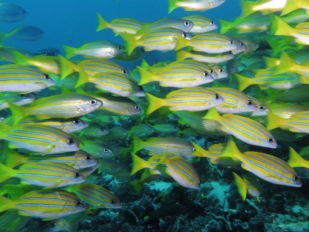 Um cardume denso de vermelhos amarelo-vivos listrados de azul, misturados a alguns vermelhos prateados, nadando para a direita sobre um recife escuro e preenchendo o quadro.