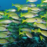 Um cardume denso de vermelhos amarelo-vivos listrados de azul, misturados a alguns vermelhos prateados, nadando para a direita sobre um recife escuro e preenchendo o quadro.