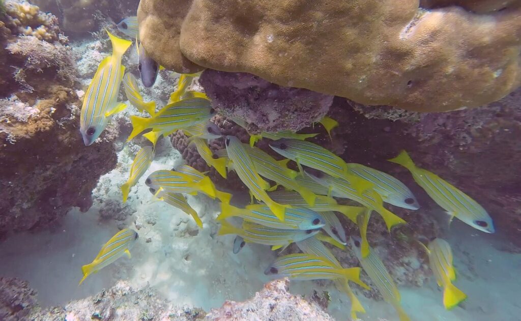 Um cardume de vermelhos amarelos com finas listras azuis se abriga sob um grande bloco de coral marrom, sobre um fundo de areia branca.