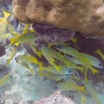 Um cardume de vermelhos amarelos com finas listras azuis se abriga sob um grande bloco de coral marrom, sobre um fundo de areia branca.